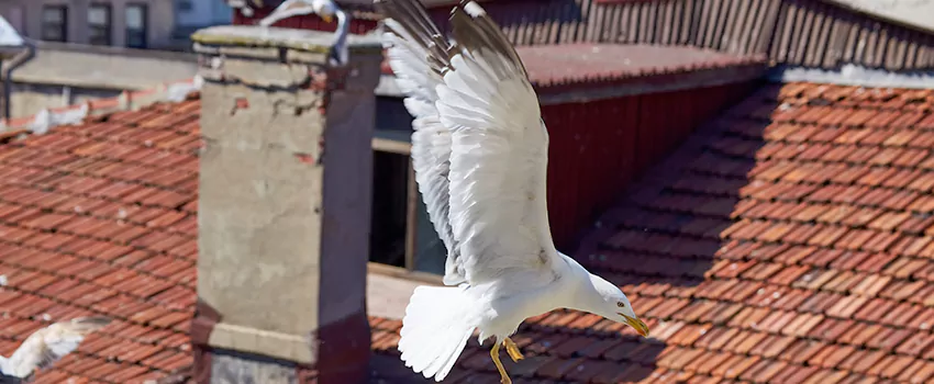 Residential Chimney Animal Removal Solution in Fairborn, OH